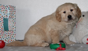 Fajtatiszta Golden Retriever - kép 5