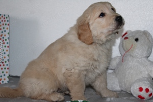 Fajtatiszta Golden Retriever - kép 8