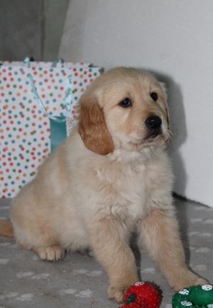 Fajtatiszta Golden Retriever - kép 6