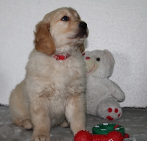 Fajtatiszta Golden Retriever - kép 11