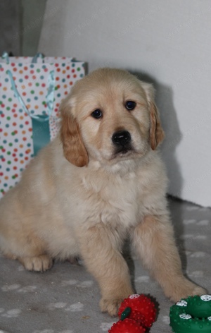 Fajtatiszta Golden Retriever - kép 10