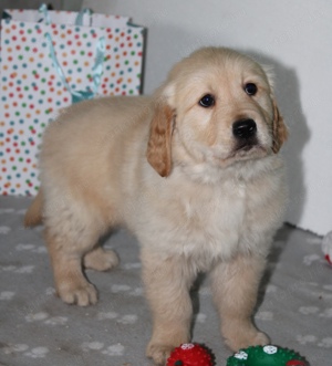 Fajtatiszta Golden Retriever - kép 4