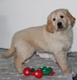 Fajtatiszta Golden Retriever