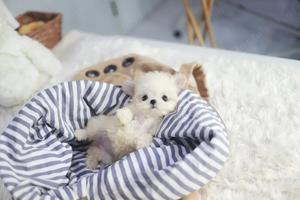 Extra mini Maltipoo kiskutyák eladók  - kép 5