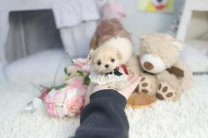 Extra mini Maltipoo kiskutyák eladók  - kép 2