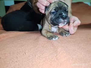 Cane corso babák előjegyezhetők,foglalhatók