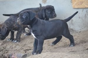 Cane Corso kölykök  - kép 10