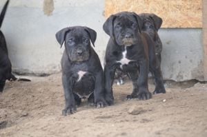 Cane Corso kölykök  - kép 11