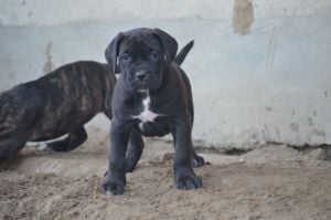 Cane Corso kölykök  - kép 9