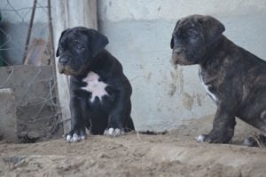 Cane Corso kölykök  - kép 8