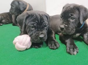 Cane Corso kölykök  - kép 4