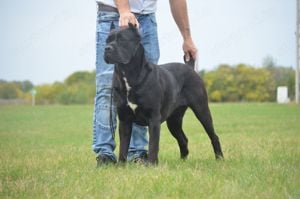 Cane Corso kölykök  - kép 13