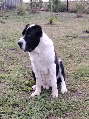 Közép Ázsiai Juhász kan eladó 