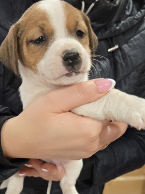 Fajtatiszta Jack Russel Terrier  - kép 2