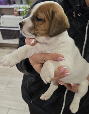 Fajtatiszta Jack Russel Terrier  - kép 5