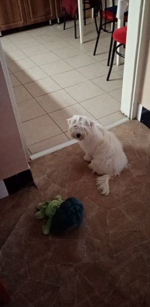 Bishon havanese fiú menyasszonyt keres! - kép 4