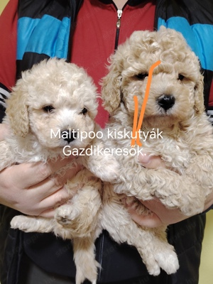 Maltipoo Törpe uszkár x Máltai kiskutyák eladók  - kép 2