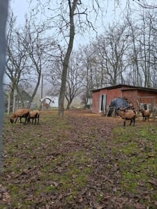 Eladó szántó Erdőkertesen - kép 3