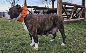 Eladó törzskönyves amstaff kiskutyák  - kép 7