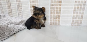 Minnie Yorkie kisméretű - kép 5