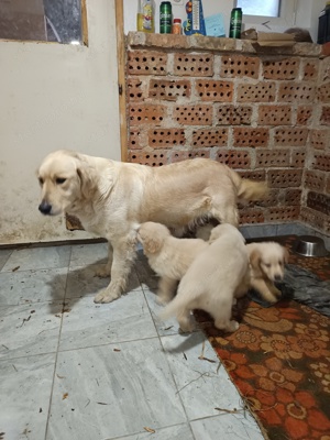 Golden retriever kan kiskutya - kép 3