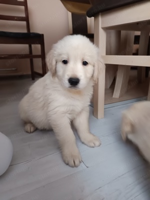 Golden retriever kan kiskutya - kép 2