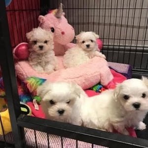 Mini Havanese kiskutyák eladók 