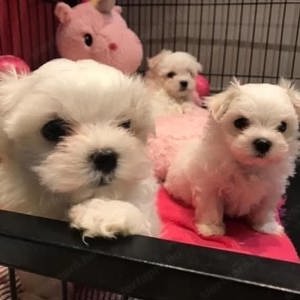 Mini Havanese kiskutyák eladók  - kép 2