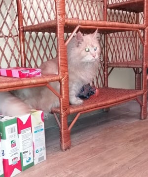 Maine Coon kandúr  - kép 4