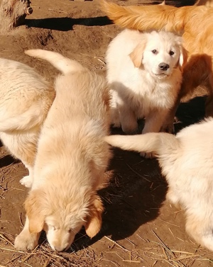 Golden retriever kölykök  - kép 2