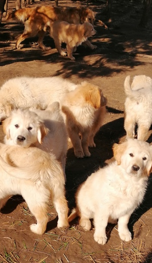 Golden retriever kölykök  - kép 4