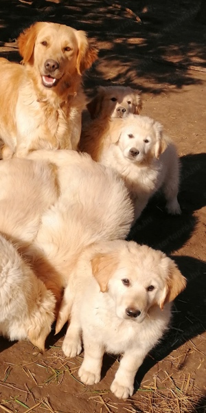 Golden retriever kölykök  - kép 3