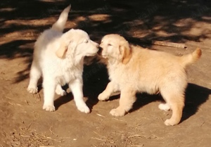 Golden retriever kölykök  - kép 9