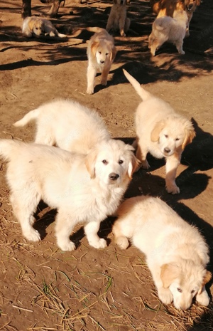 Golden retriever kölykök  - kép 7