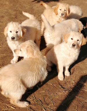 Golden retriever kölykök  - kép 5