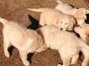 Golden retriever kölykök  - kép 6