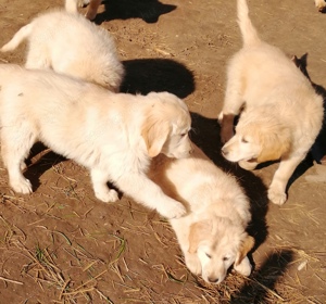 Golden retriever kölykök  - kép 11