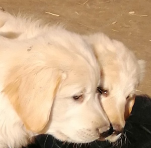 Golden retriever kölykök  - kép 8