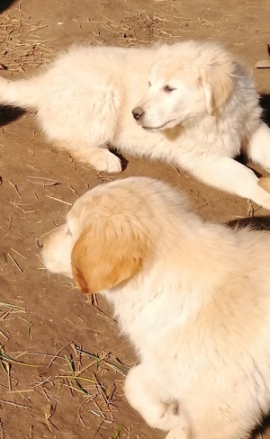 Golden retriever kölykök  - kép 12