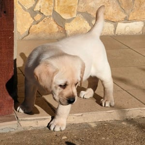 Labrador kiskutyák 