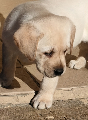 Labrador kiskutyák  - kép 3