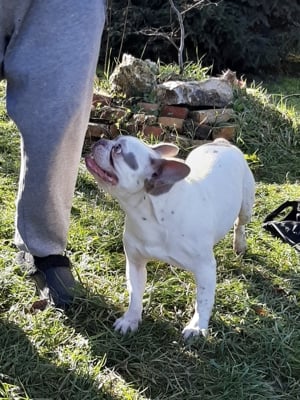 eladó francia bulldog  - kép 3