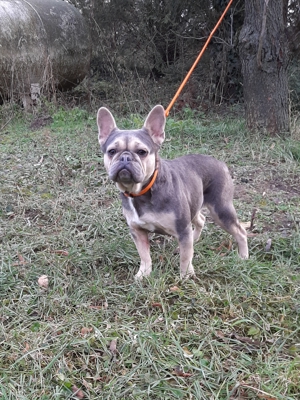 eladó francia bulldog tenyésztésre is