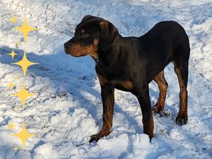 Louisiana Leopard dog-  kölykök Catahoula