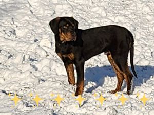 Louisiana Leopard dog-  kölykök Catahoula