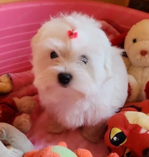 TÖRZSKÖNYVEZETT SZÜLŐKTŐL Gyönyönyűszép Bichon Havanese kiskutyák eladók 