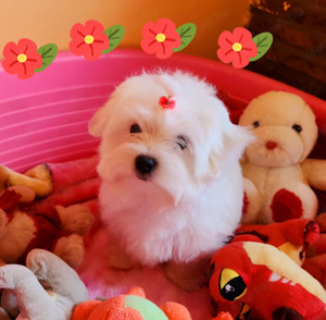 TÖRZSKÖNYVEZETT SZÜLŐKTŐL Gyönyönyűszép Bichon Havanese kiskutyák eladók  - kép 2