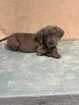 Cane Corso szürke kan kiskutya 