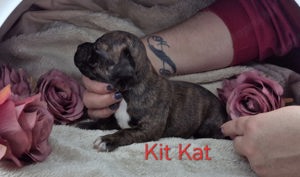 Staffordshire Bull terrier kölykök - kép 2