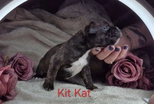 Staffordshire Bull terrier kölykök